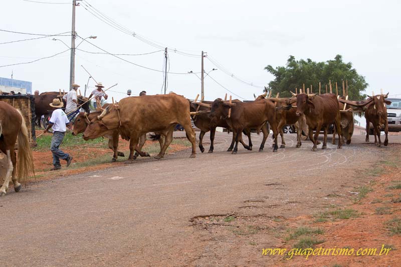 Festa_sao_camilo (120)