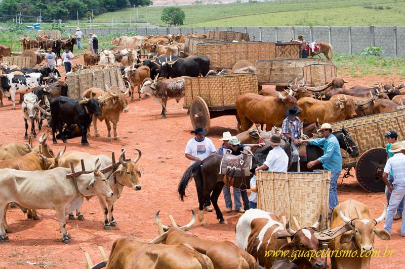 Festa_sao_camilo (147)